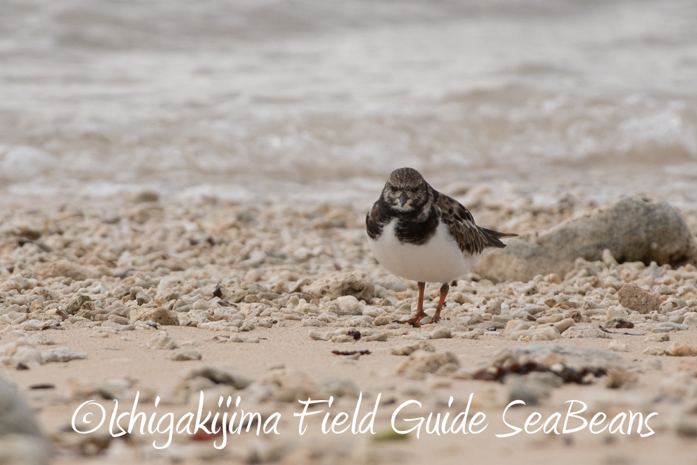 台風通過中！！石垣島の海辺の野鳥たち。