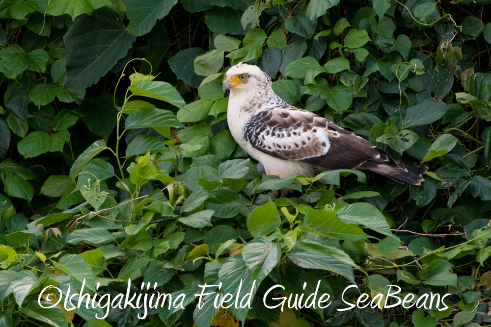 珍鳥探しと石垣島の野鳥たち！！バードウオッチング＆野鳥撮影ガイド。