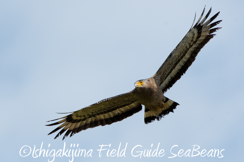 カンムリワシ飛翔!!ソリハシセイタカシギ、ベニバト、ツツドリ等出会い盛り沢山のバードウオッチング＆野鳥撮影ツアー。