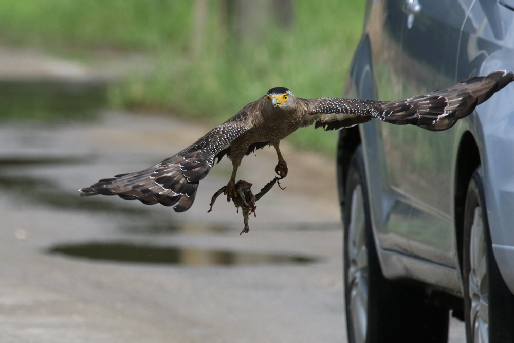 カンムリワシが交通事故に遭いやすい理由のひとつ!!バードウオッチング＆野鳥撮影。