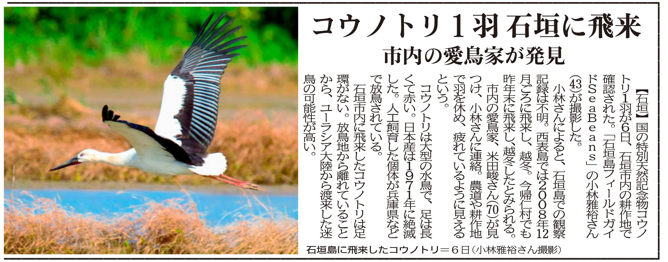 沖縄タイムス朝刊「コウノトリ1羽石垣に飛来」
