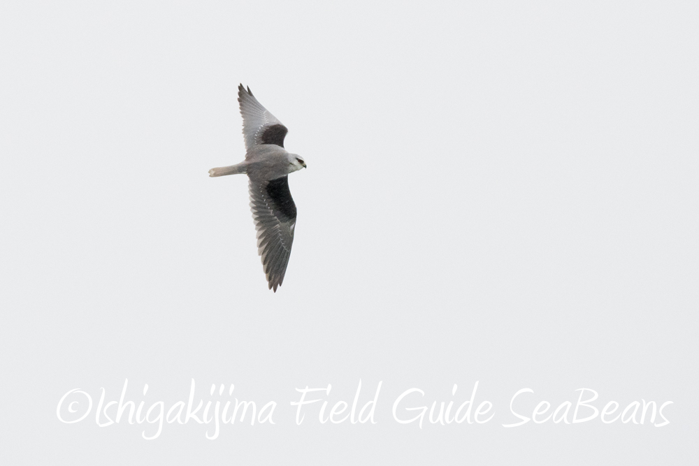 石垣島に戻りました!!早速バードウオッチング＆野鳥撮影。