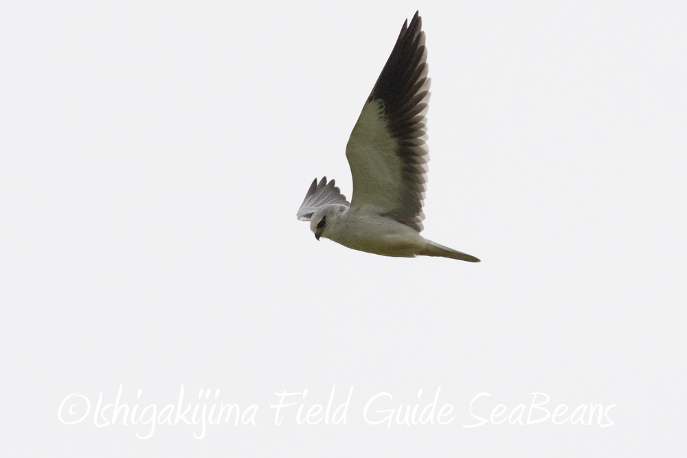 石垣島のカタグロトビ!!　バードウオッチング＆野鳥撮影。