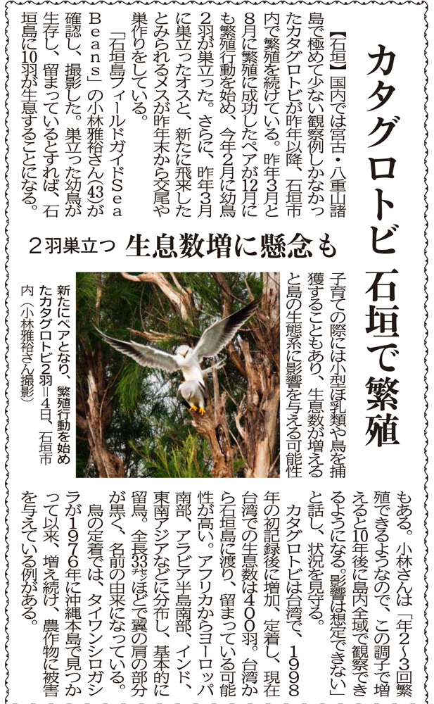 沖縄タイムス　朝刊「カタグロトビ　石垣で繁殖」