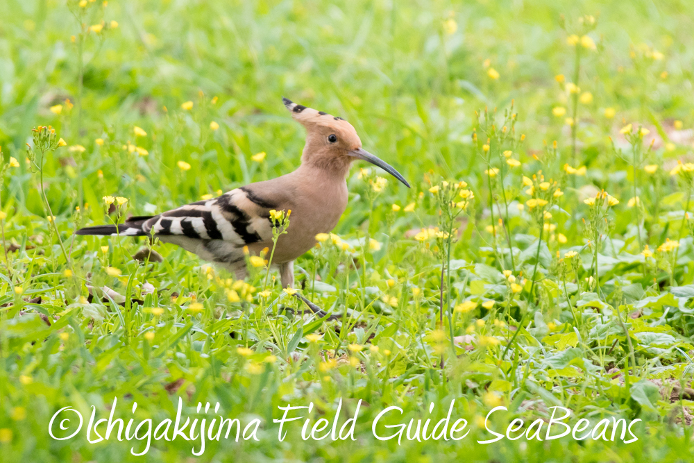 今日もヤツガシラと石垣島の野鳥を求めて！！バードウオッチング＆野鳥撮影ガイド。