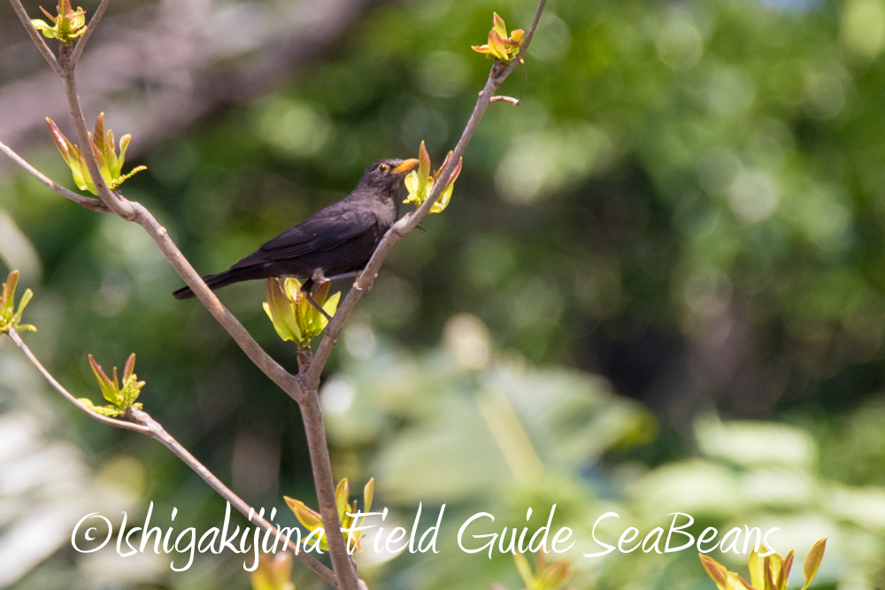 カタグロトビ、クロウタドリにカンムリワシ等盛り沢山のバードウオッチング＆野鳥撮影ガイド。