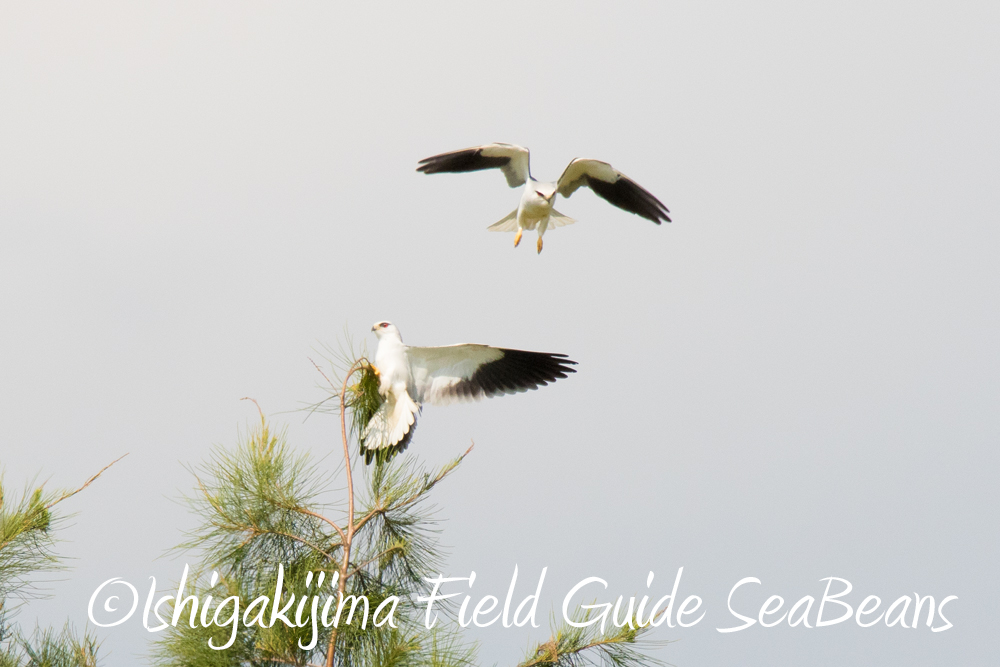 カンムリワシとカタグロトビ日和！！バードウオッチング＆野鳥撮影ガイド。
