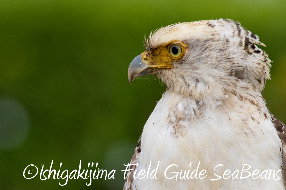 カンムリワシにカタグロトビに石垣島の野鳥たち!!バードウオッチング＆野鳥撮影ガイド。