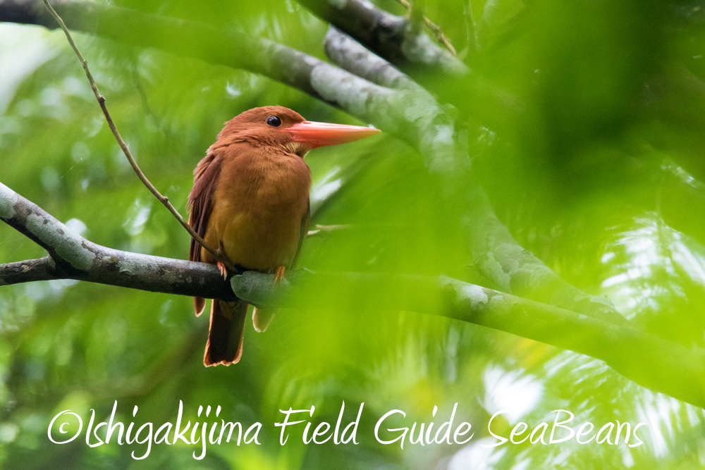 リュウキュウアカショウビンと石垣島の野鳥たち！！バードウオッチング＆野鳥撮影ガイド。