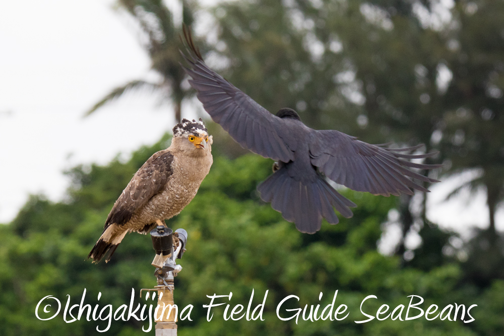 リュウキュウアカショウビンと石垣島の野鳥を求めて！！バードウオッチング＆野鳥撮影ガイド。