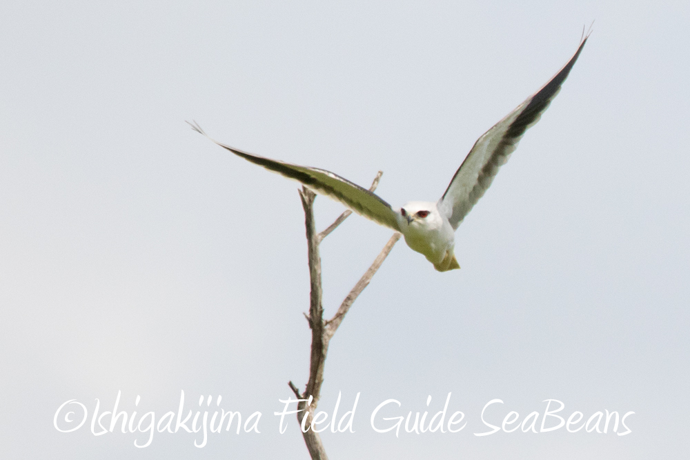 リュウキュウアカショウビン初鳴き！！石垣島の野鳥を求めてバードウオッチング＆野鳥撮影ガイド。