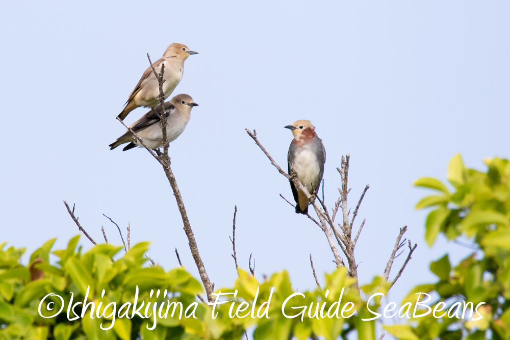 石垣島の野鳥とカラムクドリ、コムクドリ等などバードウオッチング＆野鳥撮影ガイド。
