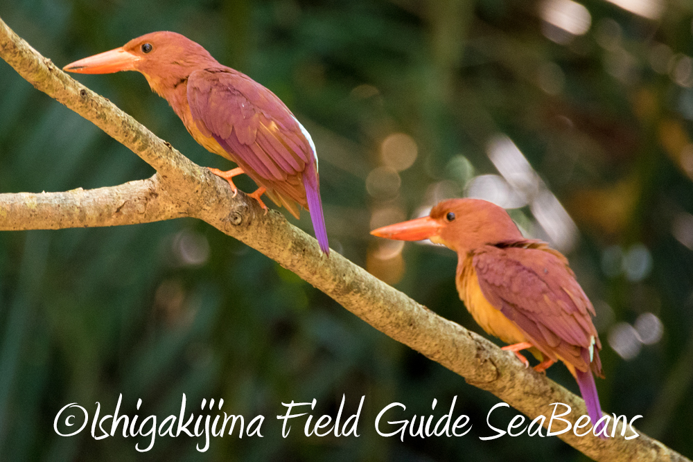 リュウキュウアカショウビンと石垣島の野鳥達!!バードウオッチング＆野鳥撮影ガイド。