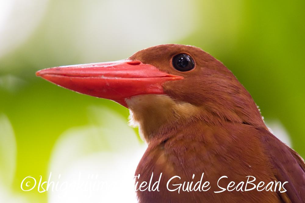 リュウキュウアカショウビンと石垣島の野鳥と求めてバードウオッチング＆野鳥撮影ガイド。