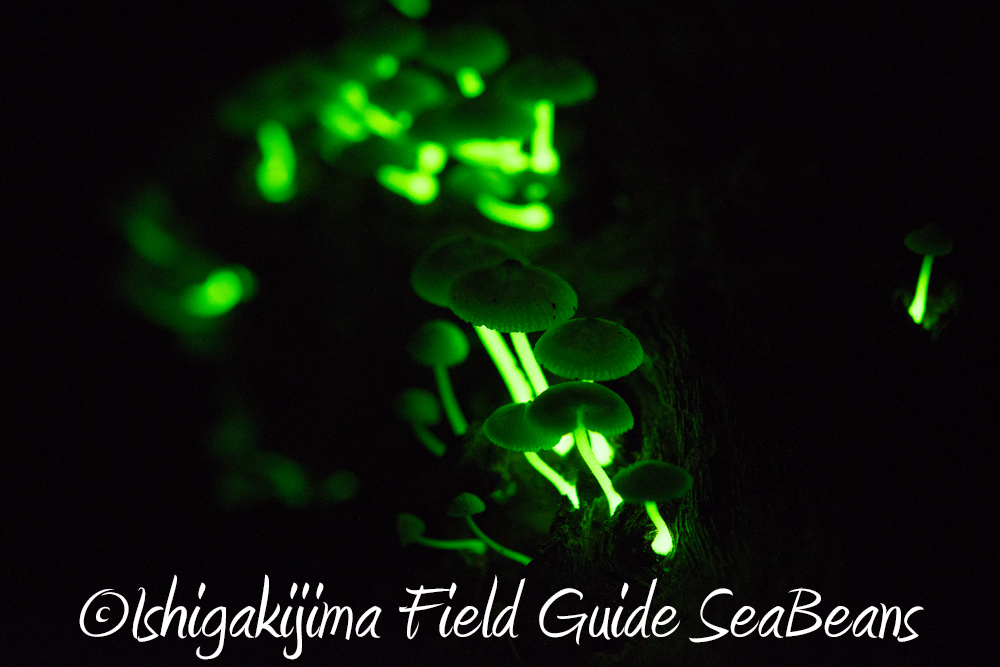 石垣島の光るキノコ、アミヒカリタケ!!