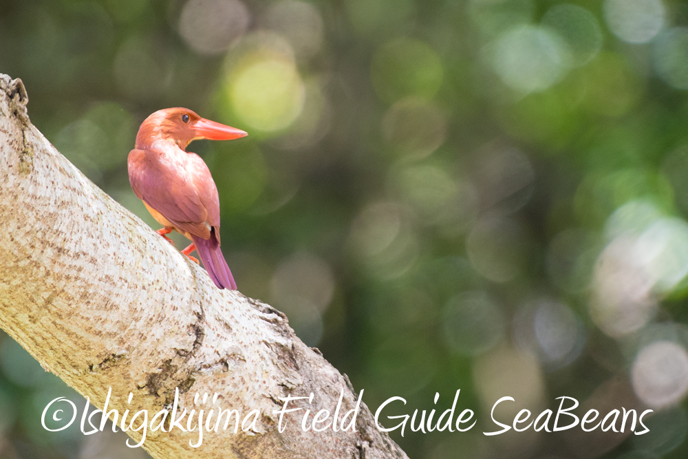 リュウキュウアカショウビンと石垣島の猛禽類等！！貸切バードウオッチング＆野鳥撮影ガイド。