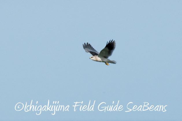 リュウキュウアカショウビン、ベニバト、ハシブトアジサシ、カタグロトビ幼鳥等など盛り沢山のバードウオッチング＆野鳥撮影ガイド!!