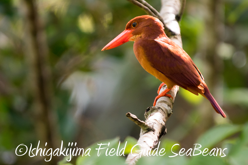 リュウキュウアカショウビンと石垣島の野鳥を求めて！！バードウオッチング＆野鳥撮影ガイド。