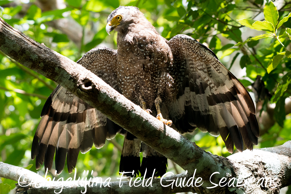 リュウキュウアカショウビンや石垣島の野鳥たち！！バードウオッチング＆野鳥撮影ガイド。