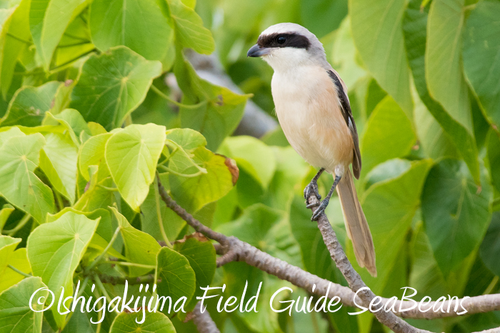 アカハラダカの渡り、ジャワアカガシラサギ、カラムクドリにタカサゴモズ等など盛り沢山のバードウオッチング＆野鳥撮影ガイド。