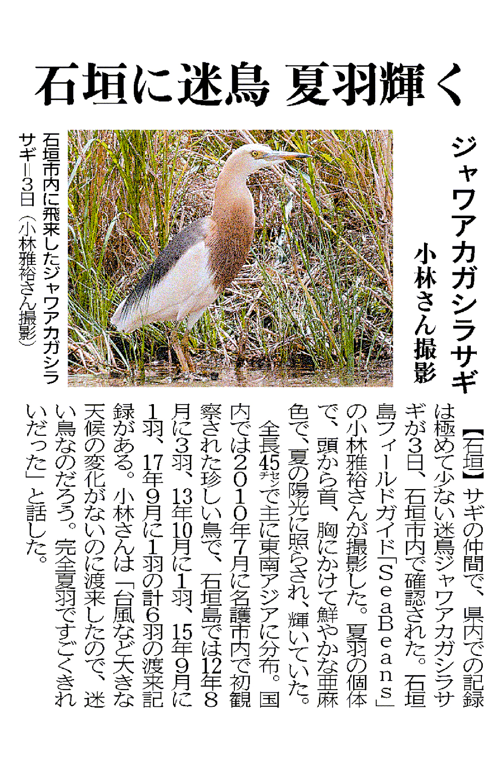 8月15日　沖縄タイムス　朝刊　ジャワアカガシラサギ