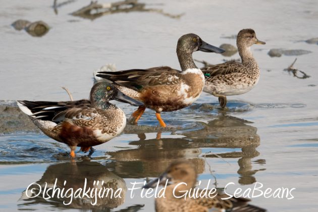 リュウキュウオオコノハズク！！ヤンバルと沖縄本島の野鳥たち、バードウオッチング＆野鳥撮影。