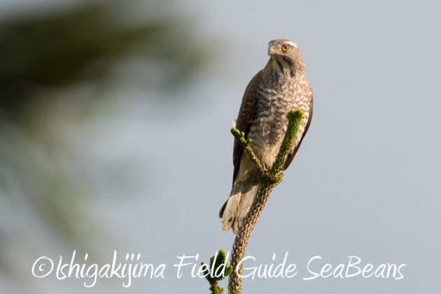 リュウキュウオオコノハズク！！ヤンバルと沖縄本島の野鳥たち、バードウオッチング＆野鳥撮影。