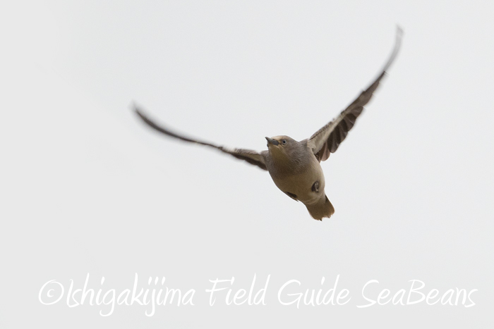 石垣島の野鳥たちとヤツガシラを探し求めますが・・・バードウオッチング＆野鳥撮影ガイド。