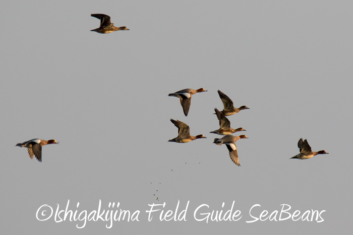 ヒドリガモ飛翔！！石垣島の野鳥。