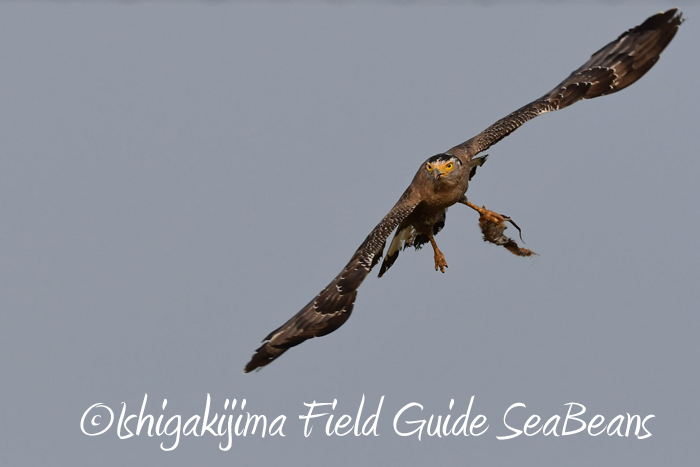 カンムリワシ飛翔！！石垣島の野鳥などなどバードウオッチング＆野鳥撮影ガイド。