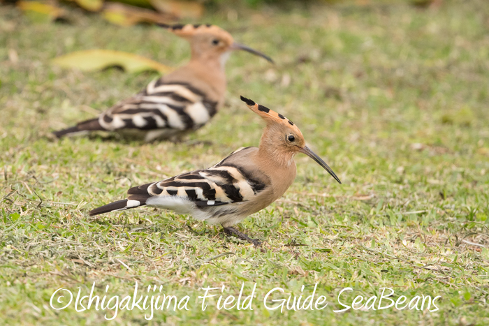 今日もヤツガシラと石垣島の野鳥たち！！バードウオッチング＆野鳥撮影ガイド。