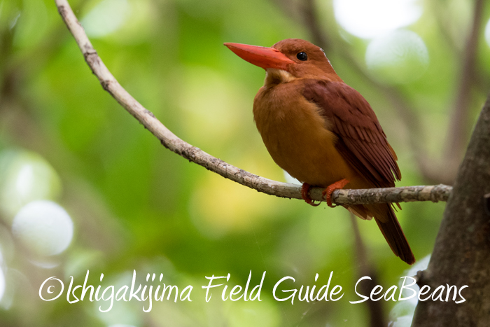 リュウキュウアカショウビンと石垣島の野鳥たち！！バードウオッチング＆野鳥撮影ガイド。