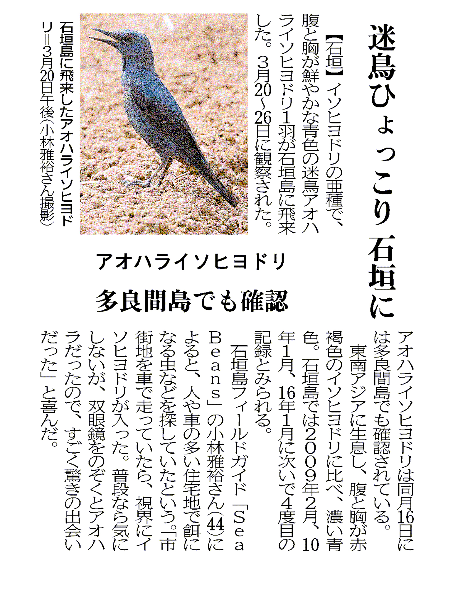 迷鳥ひょっこり　石垣に／アオハライソヒヨドリ／多良間島でも確認、沖縄タイムス朝刊
