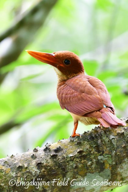 ミニバードカービング　\"リュウキュウアカショウビン” リュウキュウアカショウビン幼鳥、アカガシラサギ、タカブシギ等