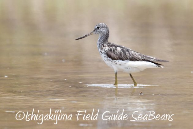 リュウキュウアカショウビン幼鳥、アカガシラサギ、タカブシギ等