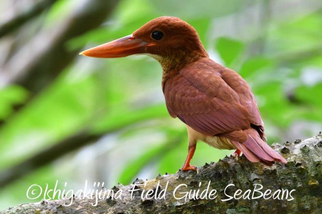 リュウキュウアカショウビン幼鳥、アカガシラサギ、タカブシギ等