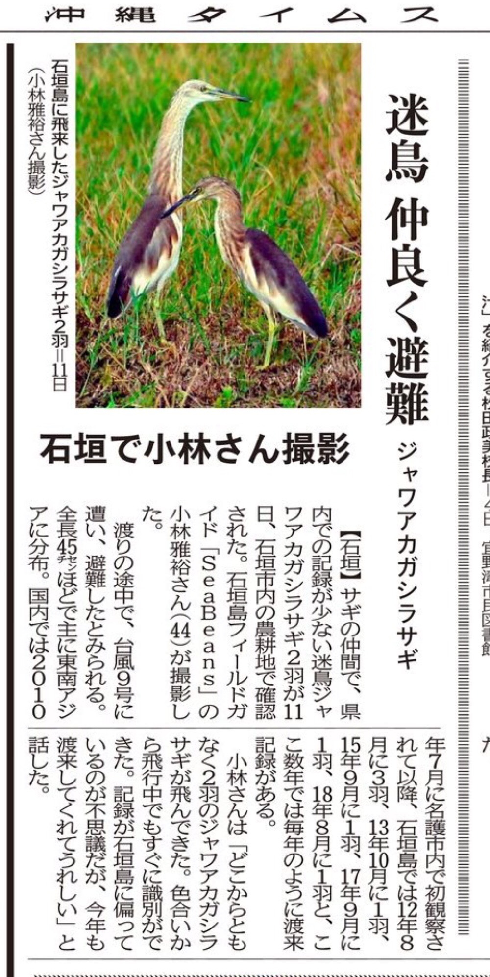沖縄タイムス　「迷鳥 仲良く避難 ジャワアカガシラサギ」