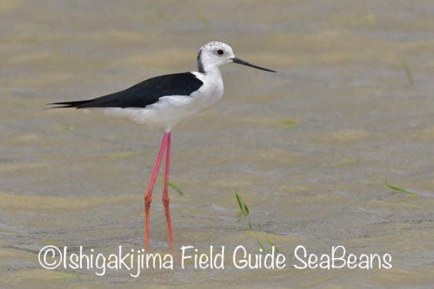 リュウキュウアカショウビン カンムリワシ アカハラツバメ ツバメチドリ等など盛り沢山 バードウオッチング 野鳥撮影ガイド