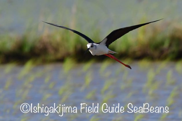 ジャワアカガシラサギ カンムリワシ オオアジサシ シギチ沢山 バードウオッチング 野鳥撮影ガイド