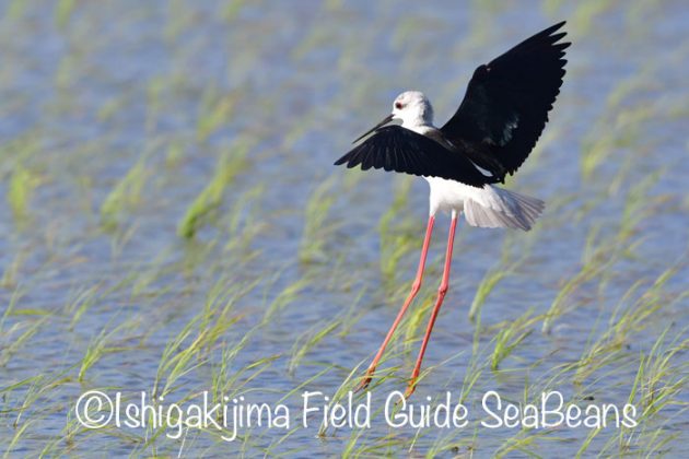 ジャワアカガシラサギ カンムリワシ オオアジサシ シギチ沢山 バードウオッチング 野鳥撮影ガイド