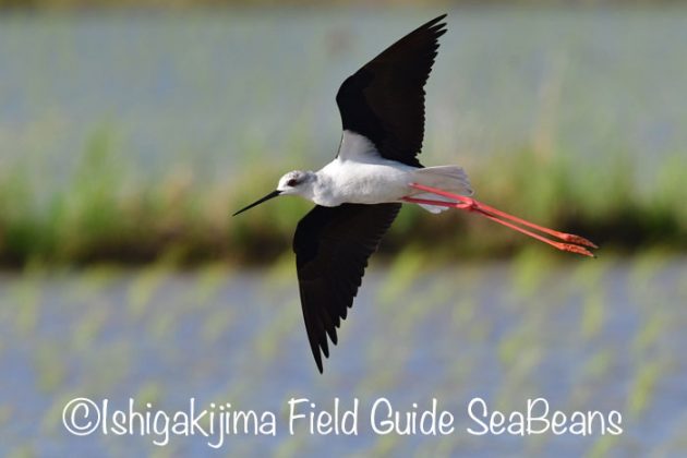 ジャワアカガシラサギ カンムリワシ オオアジサシ シギチ沢山 バードウオッチング 野鳥撮影ガイド