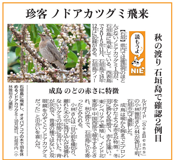 沖縄タイムス　11月５日朝刊「珍客　ノドアカツグミ飛来」