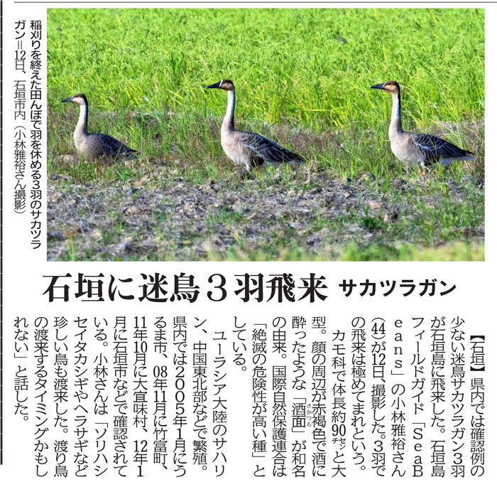沖縄タイムス朝刊「石垣に迷鳥３羽飛来　サカツラガン」