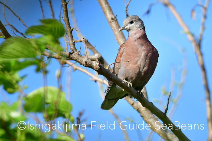 ベニバト、ホシムクドリ、サシバなど石垣島の野鳥たち！！バードウオッチング＆野鳥撮影。
