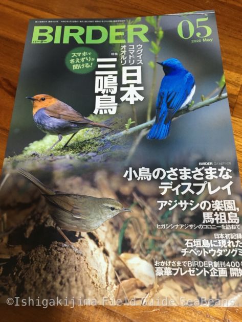 BIRDER 05 バーダー5月号　「日本初記録　石垣島に現れたチベットウタツグミ 」