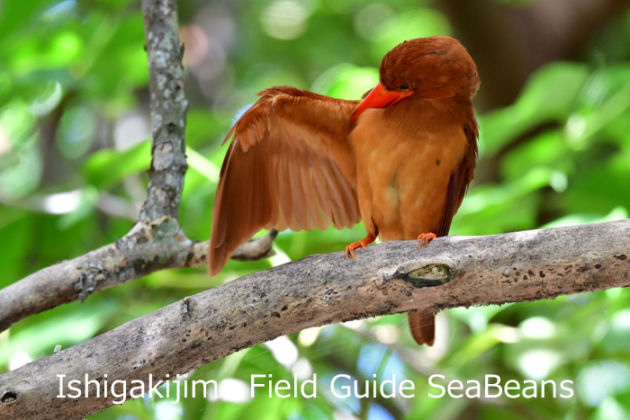 リュウキュウアカショウビン親子、石垣島の野鳥をバードウオッチング＆野鳥撮影。