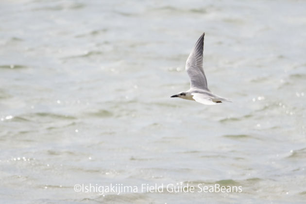 ハシブトアジサシ成鳥冬羽！　Gull-billed Tern