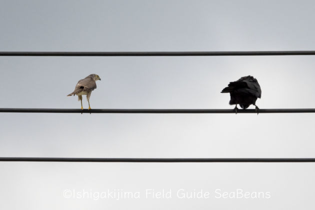 睨み合う？リュウキュウツミとオサハシブトガラス。Japanese sparrowhawk＆Jungle Crow