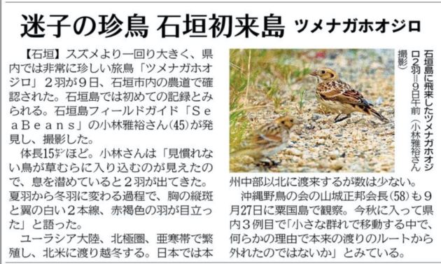 沖縄タイムス 朝刊　１０月１２日　迷子の珍鳥石垣島初来島ツメナガホオジロ