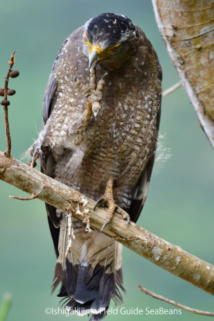 痒い！！カンムリワシ　Crested serpent eagle